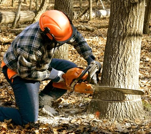 Tree Removal in Whaleyville, MD